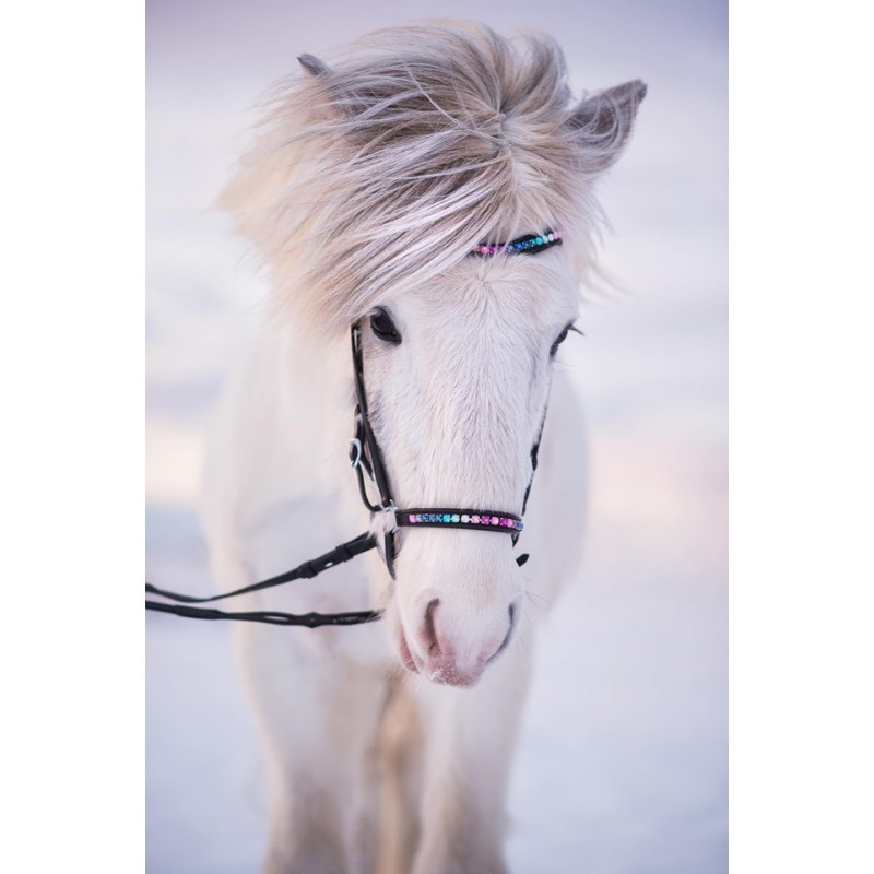 Nordic Horse Huvudlag Regnbåge